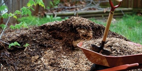 Kako hraniti orlovi nokti u proljeće